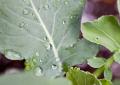 IMG_3306 wet broccoli leaf